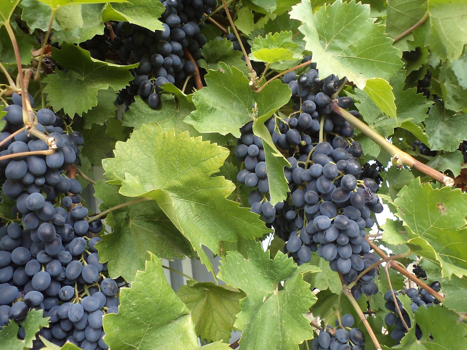 Крымские сорта винограда